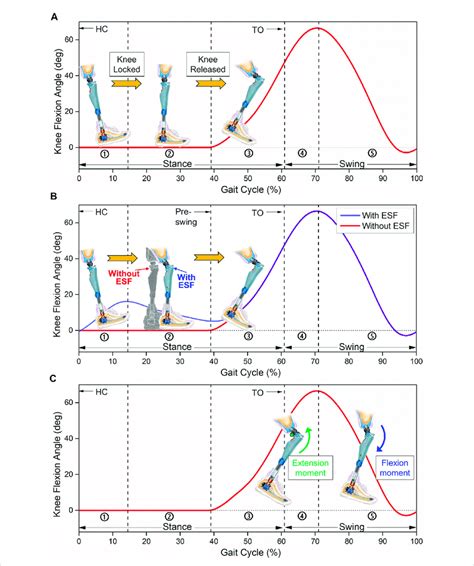 Function requirements of passive knees. (A) Diagram of target knee... | Download Scientific Diagram