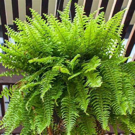 Nephrolepis exaltata Bostoniensis - Boston Fern - Hortology