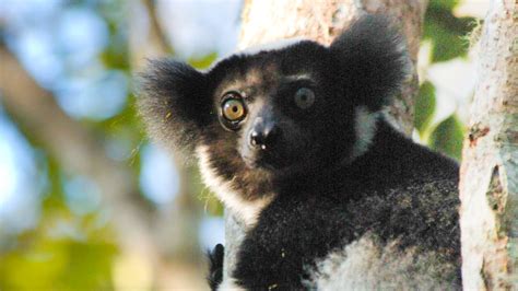 Lemurs in Crisis: 105 Species Now Threatened with Extinction • The Revelator