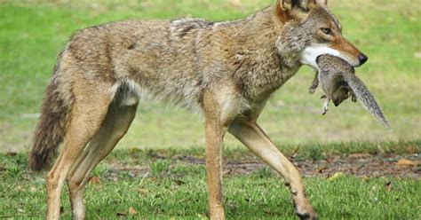 Coyote: Deer’s top predator in region