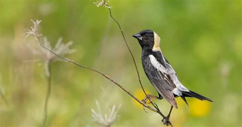 Bobolink Bird Behavior - AnimalBehaviorCorner