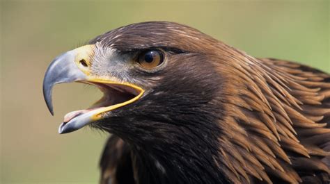 Águila real, la mítica y emblemática ave de la bandera mexicana