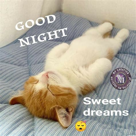 Pin by M Vengamamba on Good night cat | Good night funny, Cute good night, Good night friends