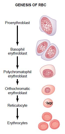 Red blood cell formation ~ Medicine Hack