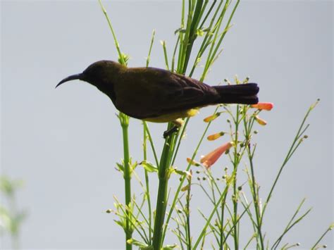 20160719_162655e - #sunbird | Bird, Birds, Animals