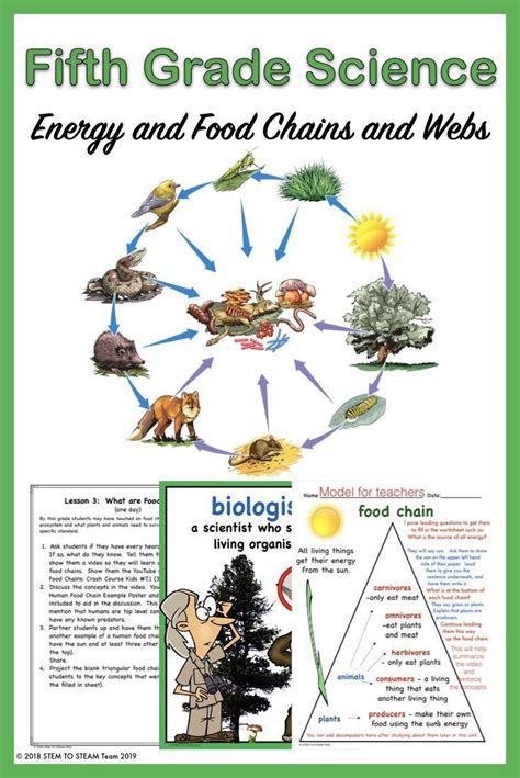 5th Grade Life Science NGSS Aligned Unit About the Flow of Energy ...