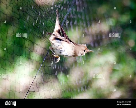 Birds being caught in a fine mist netting prior to ringing, at Sandwich Bay Bird Observatory ...