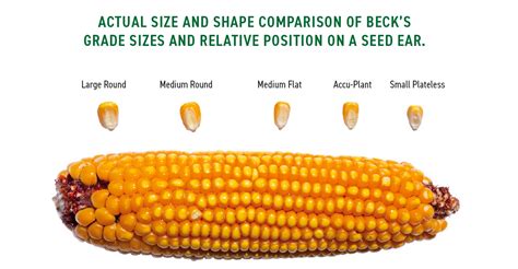 Seed size and crop establishment