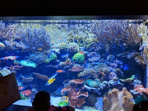 This gorgeous salrwater tank at the Tennessee Aquarium in Chattanooga : Aquariums