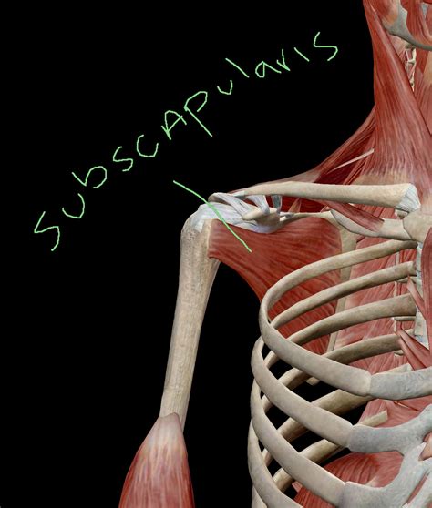 Subscapularis - The Armpit Muscle