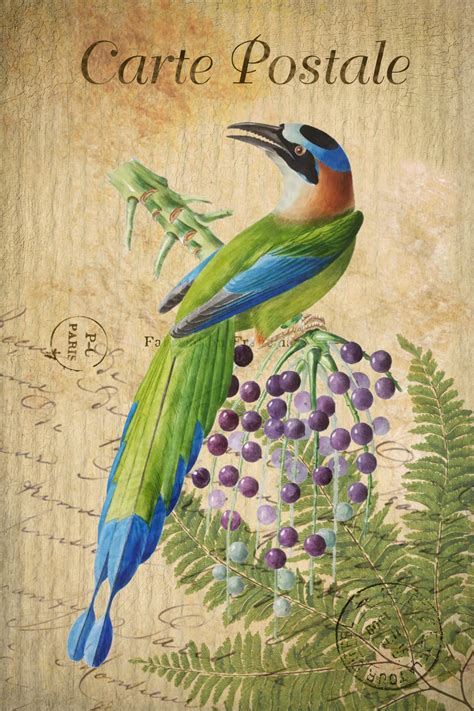 Vintage Art Postcard Birds Free Stock Photo - Public Domain Pictures
