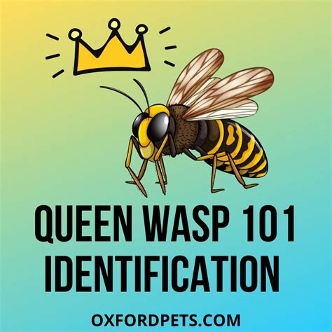 How to Identify a Queen Wasp? Queen Wasp Identification 101 - Oxford Pets