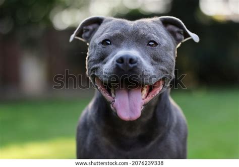 3,582 Blue Staffordshire Bull Terrier Images, Stock Photos & Vectors | Shutterstock