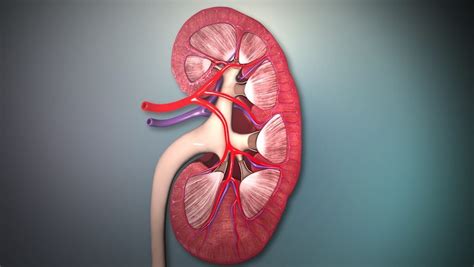 Nephron Function Animation