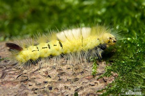 Pale Tussock Moth Photos, Pale Tussock Moth Images, Nature Wildlife Pictures | NaturePhoto