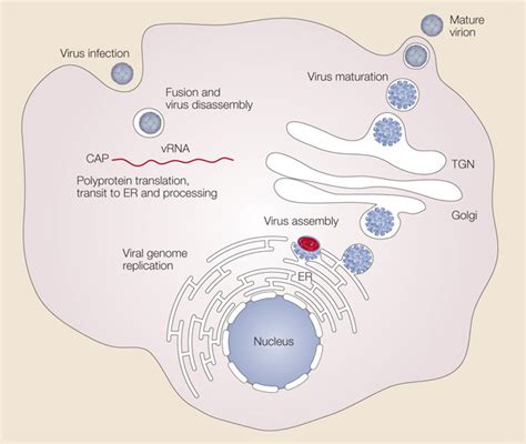 Dengue virus replication | Learn Science at Scitable