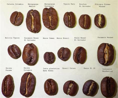 Coffee bean types | Resep minuman, Makanan, Makanan dan minuman