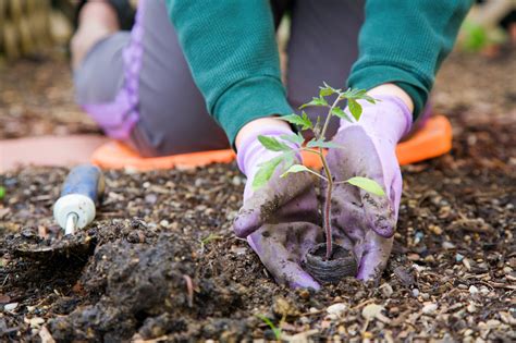 How to Get Free Seeds for Your Garden - The Krazy Coupon Lady