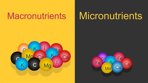 Difference Between Micronutrients And Macronutrients