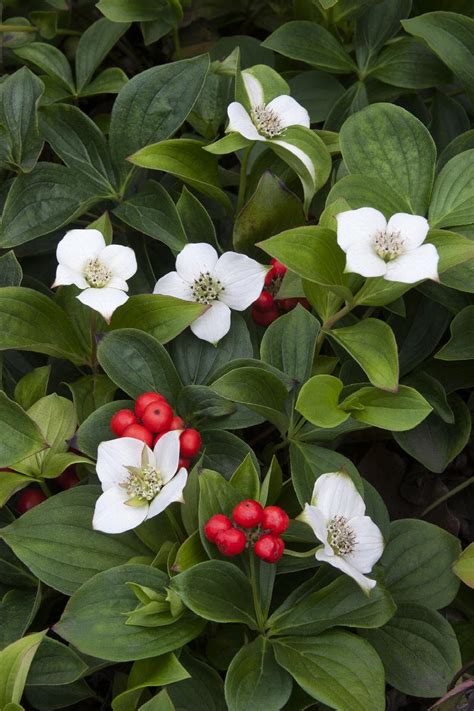 Bunchberry, Cornus canadensis, Monrovia Plant