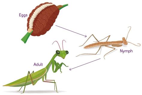 Stages Of A Praying Mantis