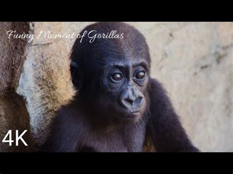 Funny Moment of Gorillas,🦧 - YouTube