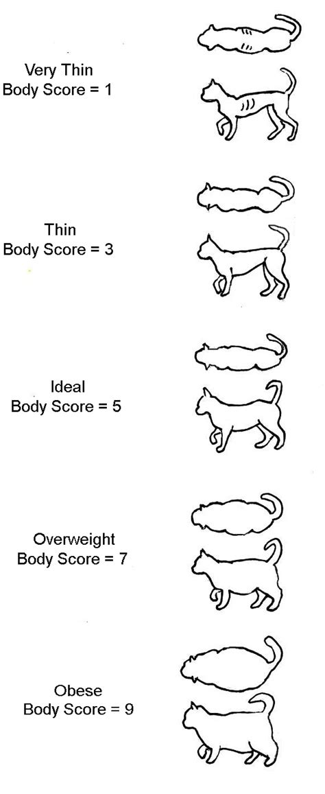 Feline Obesity – Little Big Cat