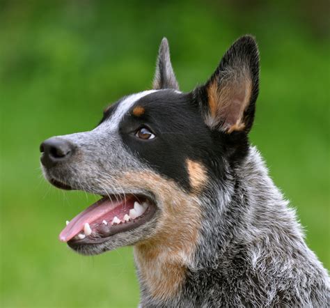 Cachorro da raça ‘burriler’ é levado durante furto