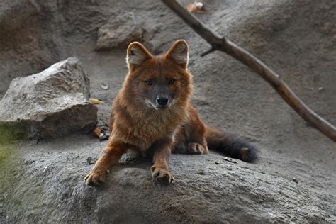 Dhole Cuon alpinus - ZooChat