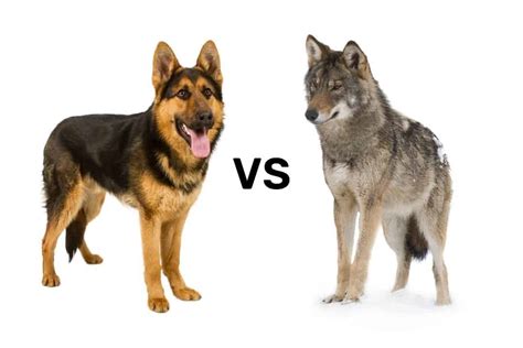 German Shepherd vs. Wolf: 13+ Key Differences & Similarities