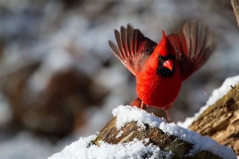 Red Bird Symbolism: What Does A Red Bird Symbolize? - Dreams & Zodiac