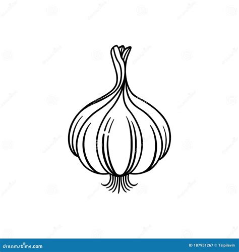 Garlic Bulb Black and White Illustration Stock Illustration ...