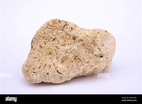 Coquina is kind of fossiliferous limestone. Limestone is a carbonate ...