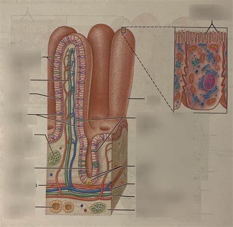 structure of Villus Diagram | Quizlet