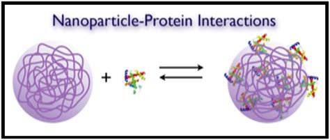 Proteomic Applications of Polymeric Nanoparticles with Engineered Affinity towards Select Target ...