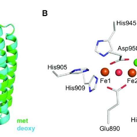 Structural features of the hemerythrin domain of the bacterial... | Download Scientific Diagram