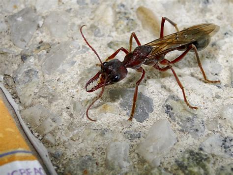 Giant Brown Bulldog Ant Queen 3 (4.5cm) | Flickr - Photo Sharing!