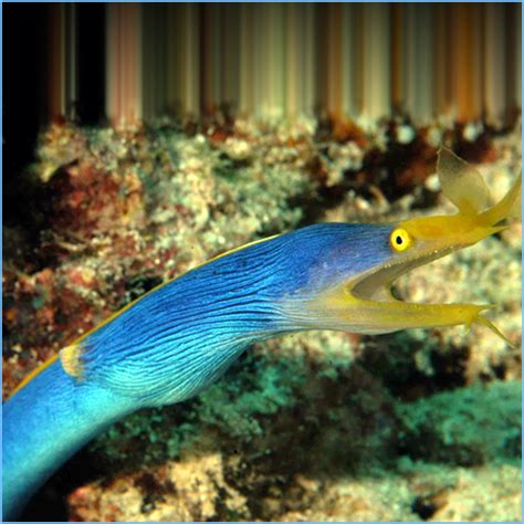 Blue Ribbon Eel or Leaf-Nosed Moray Eel | Pete's Aquariums & Fish