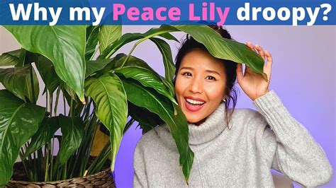 Peace Lily care and watering | Easy low light plant for your home ...