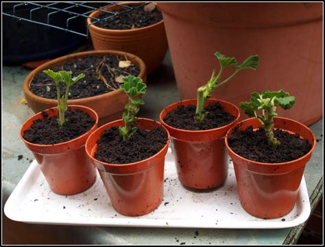 Mark's Veg Plot: Pruning the Geraniums