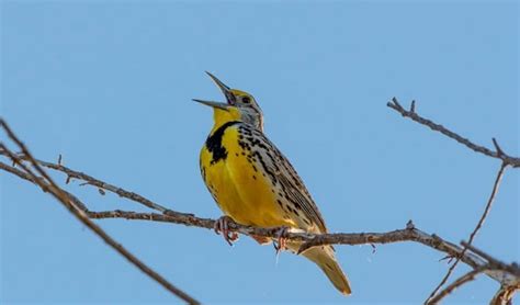 What is the State Bird of Nebraska? (And Their Facts)