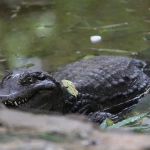 Broad-Snouted Caiman - Facts, Diet, Habitat & Pictures on Animalia.bio