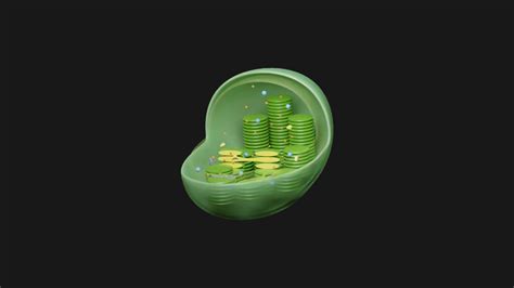 Chloroplast Cross Section Anatomy 3D Model - TurboSquid 2029562