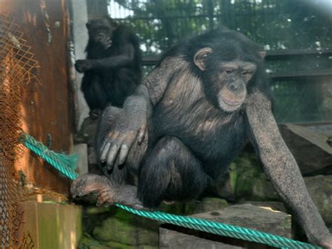 The animals at Hangzhou Zoo in Hangzhou, China