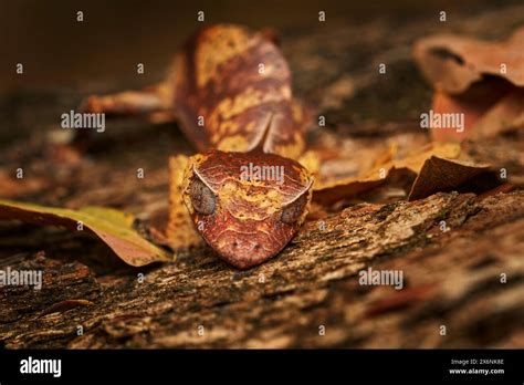 Satanic leaf-tailed gecko, Uroplatus phantasticus, lizard from Ranomafana National Park ...