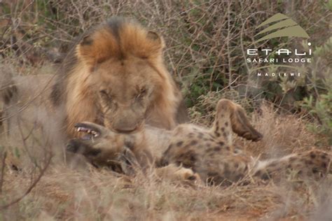 Lion vs. hyena - Africa Geographic