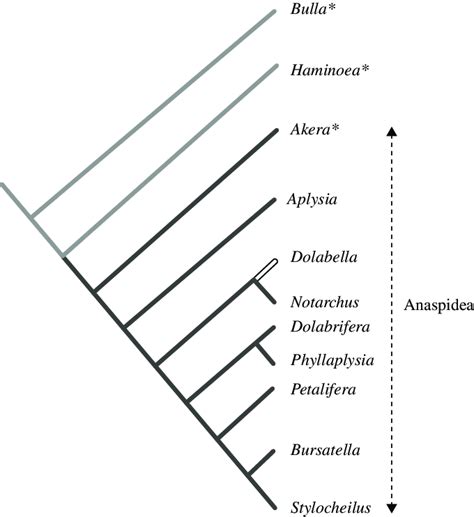 3. Phylogeny of the order Anaspidea. Tree based on rDNA (Medina and ...