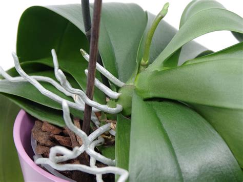 How to Repot an Orchid with Lots of Aerial Roots? - Plant Index