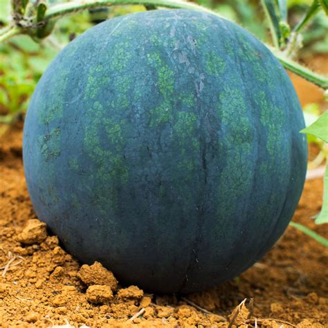 Watermelon Seeds - Black Diamond - 4 Oz ~1,600 Seeds - Citrullus ...