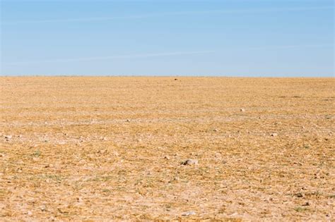 Free Photo | Field with dry grass